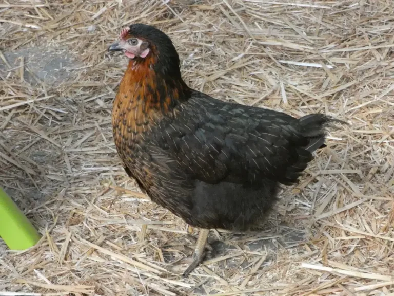 poule-10