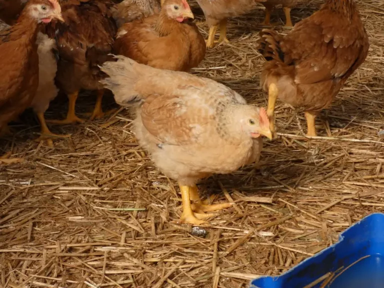 poule-3