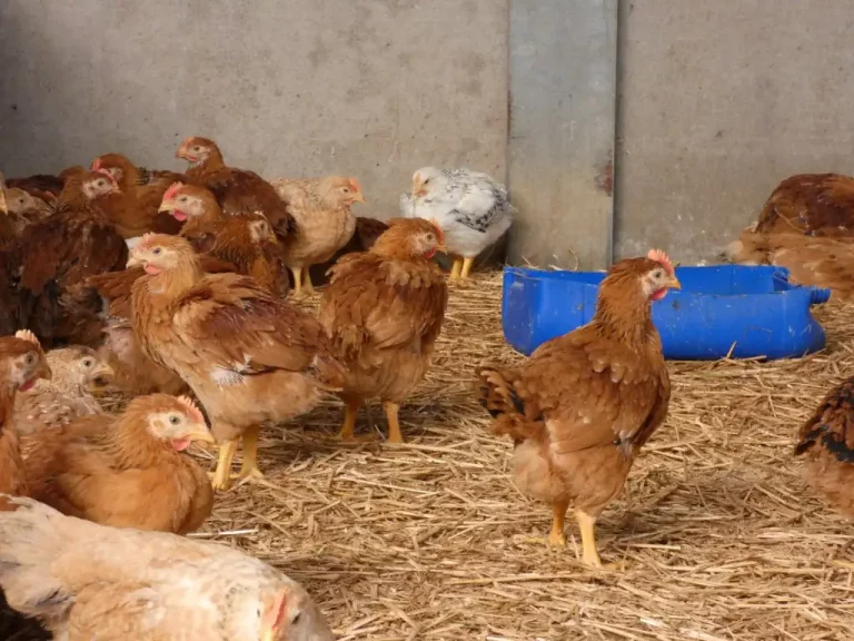 poule-4