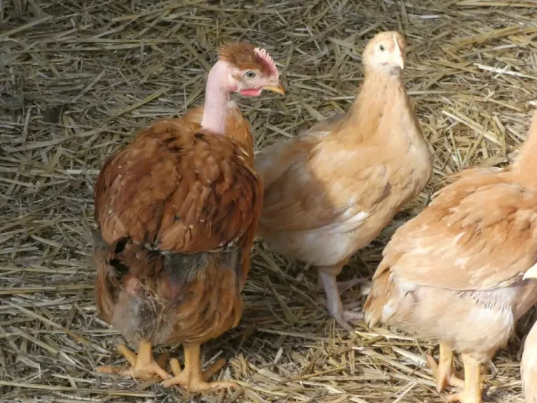 poule-5