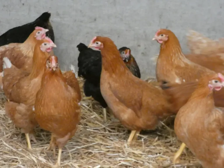 poule-6