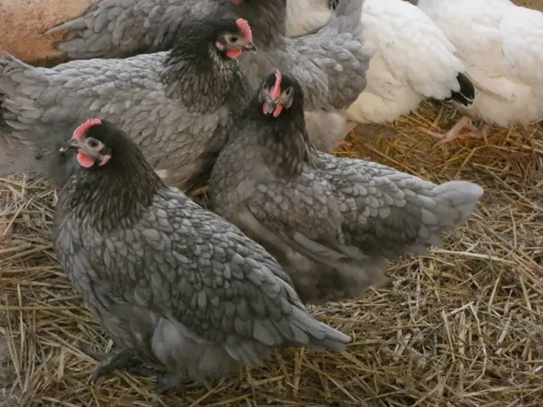 poule-Grise-cendree