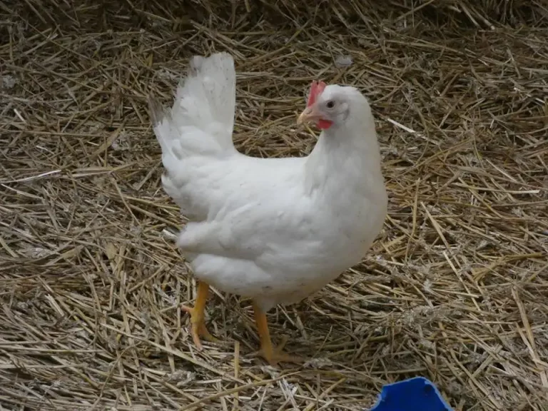 poule-Leghorn