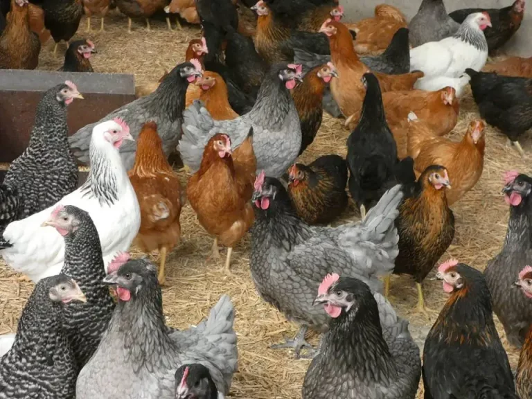 poules-mix