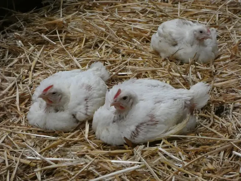 poulets-de-chairs