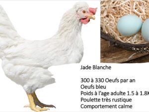 Poule pondeuse - jade blanche
oeufs bleu-vert