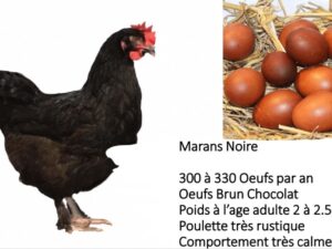 Poule pondeuse - marans noire