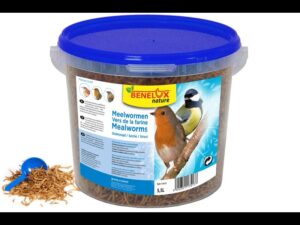 Vers de farine seau 5,5 l