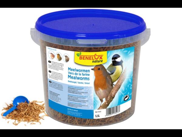 Vers de farine seau 5,5 l