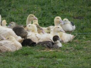 Canards
