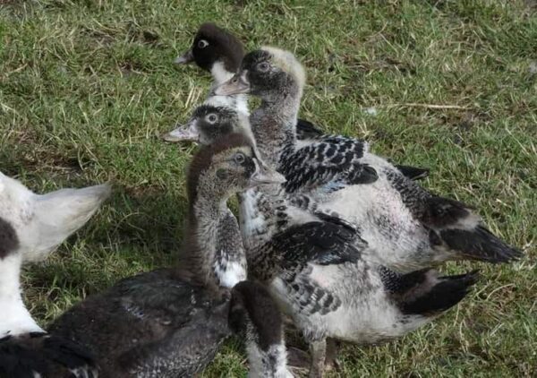 Canards - Image 2