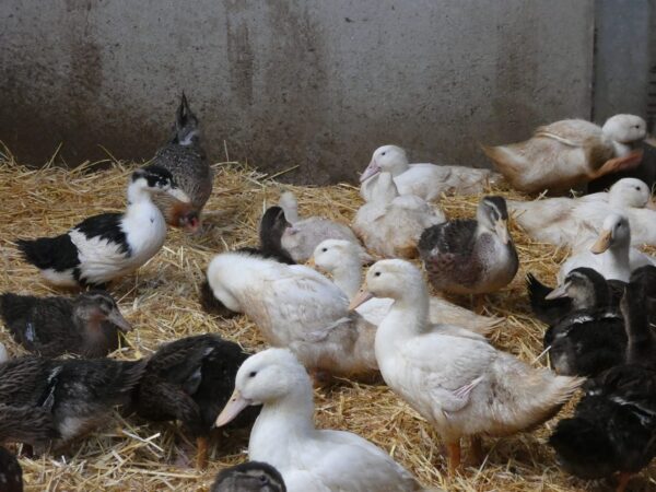 Canards - Image 3