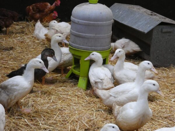 Canards - Image 4