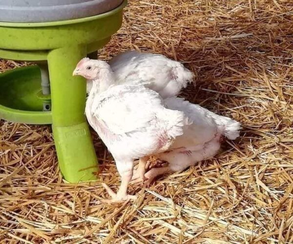 Poulet blanc - Image 2