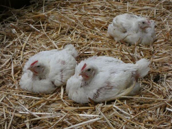 Poulet blanc