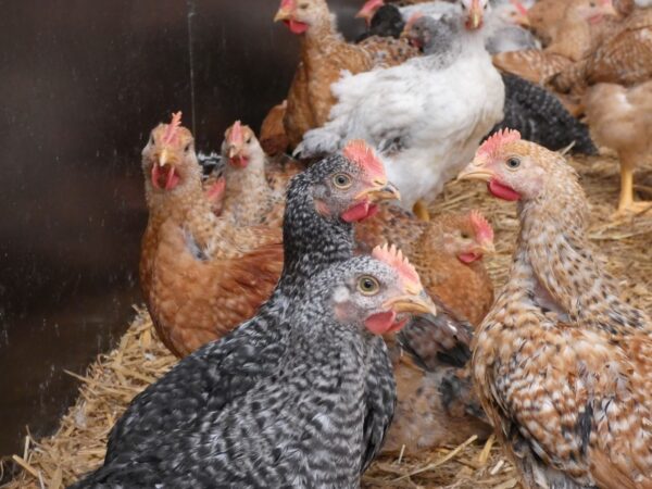 Poulets de chair à croissance lente