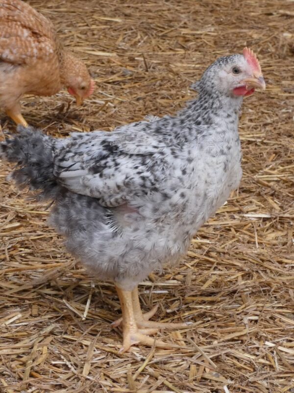 Poulets de chair à croissance lente - Image 2