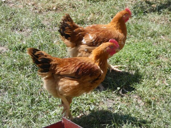 Poulets de chair à croissance lente - Image 3