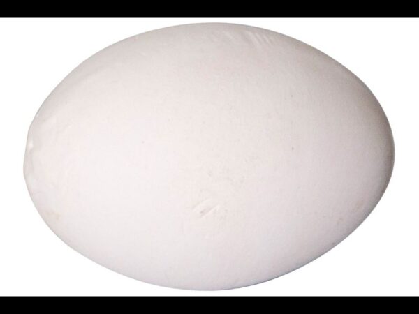 Œufs en platre pour poules