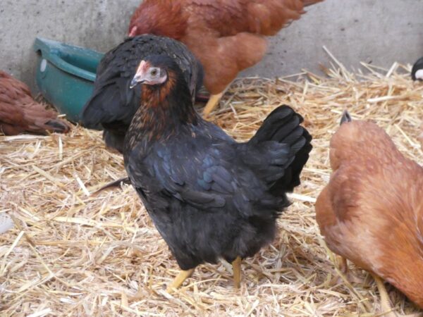 Poule pondeuse - harco - Image 2