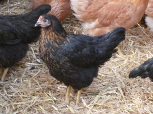 Poule pondeuse - harco