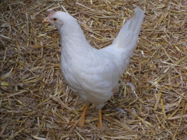 Poule pondeuse - leghorn blanche