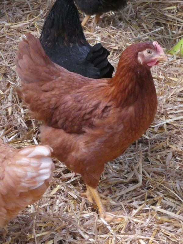 Poule pondeuse - rhode island - Image 2