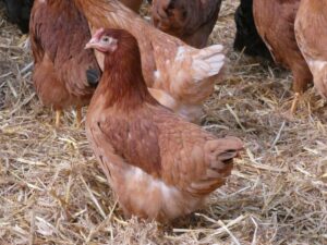 Poule pondeuse - rhode island