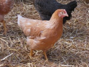 Poule pondeuse - sexaline