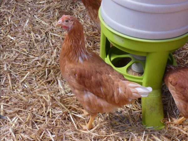 Poule pondeuse - sexaline - Image 2