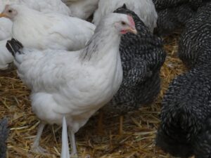 Poule pondeuse - sussex