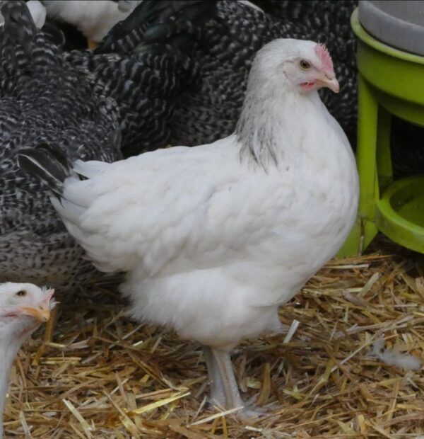 Poule pondeuse - sussex - Image 2