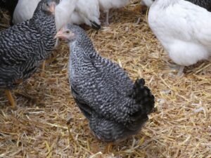 Poule pondeuse - coucou